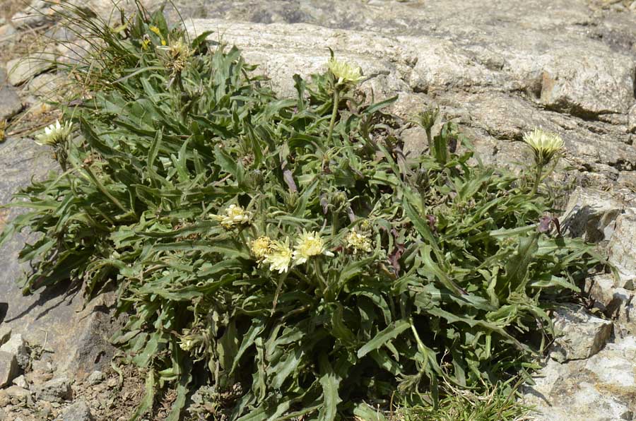 Schlagintweitia intybacea (=Hieracium intybaceum) / Sparviere vischioso